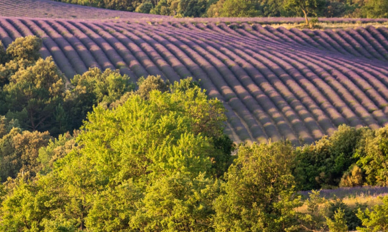 Traceability and local partnerships