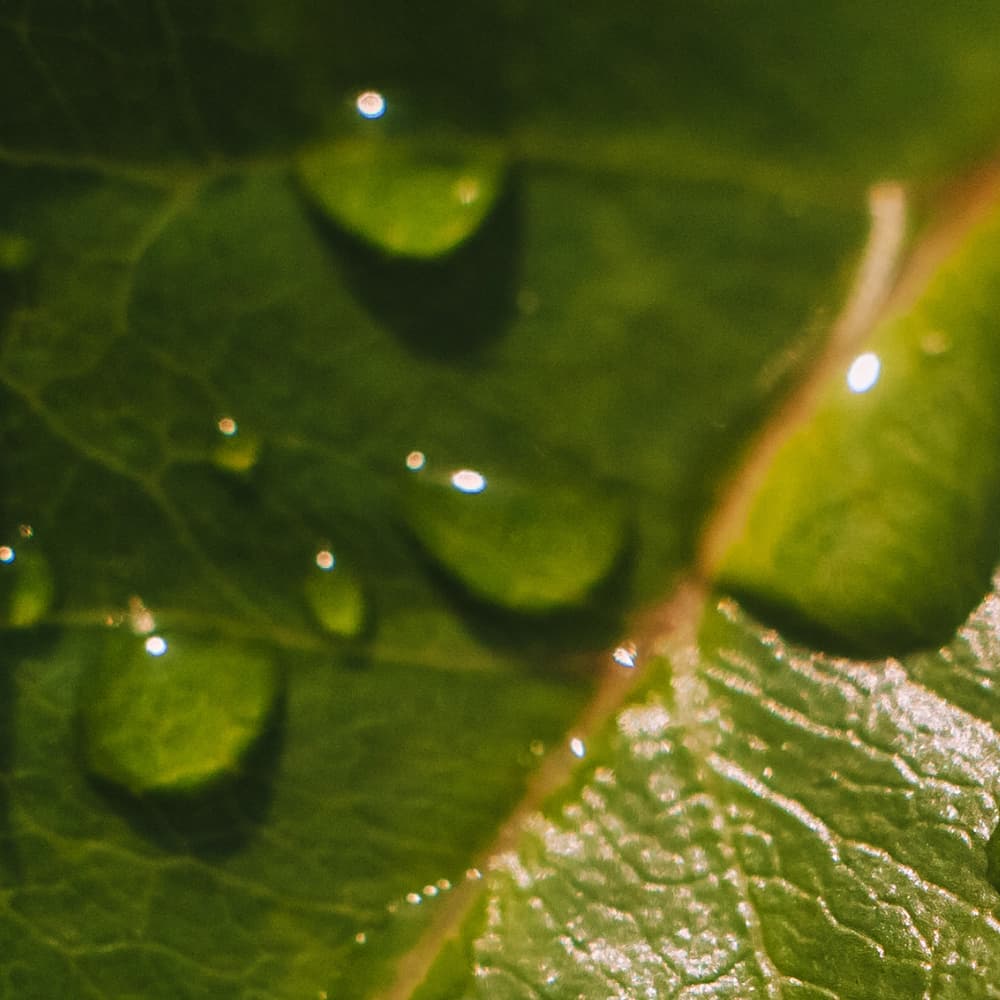 Customized extracts, Optimal preservation.