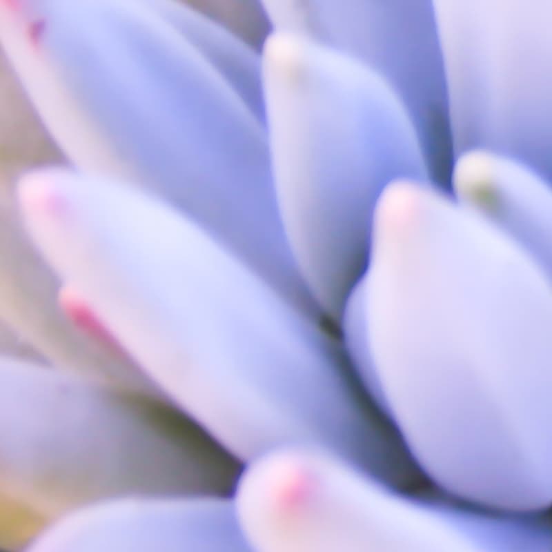 Hydro-glycolic extracts