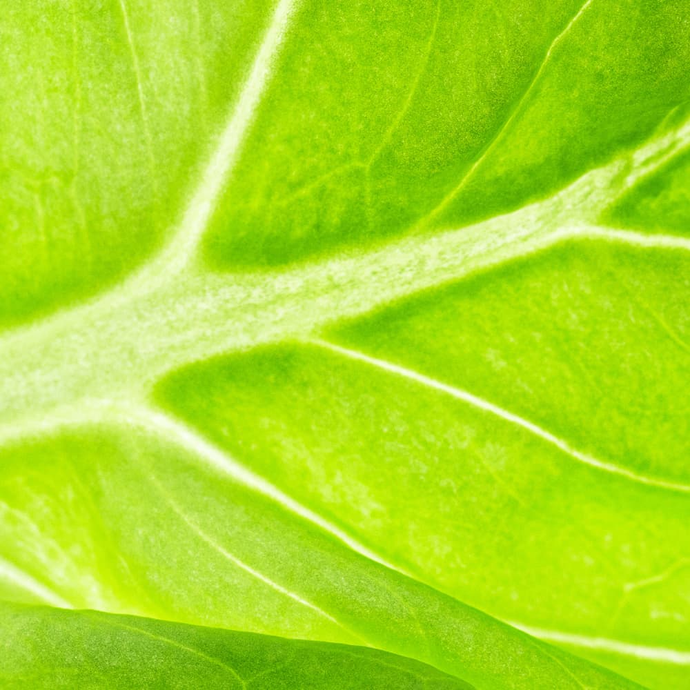 Vegetable oils for macerations.