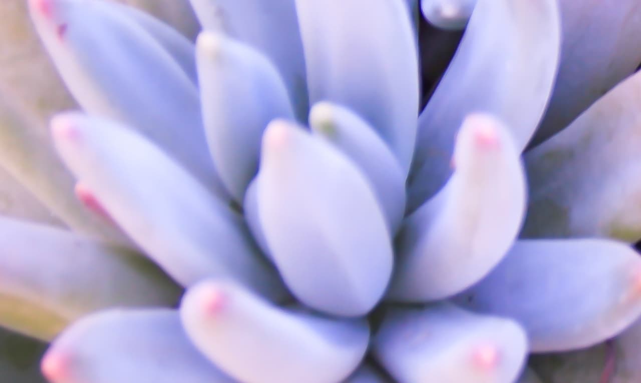 Hydroalcoholic extracts