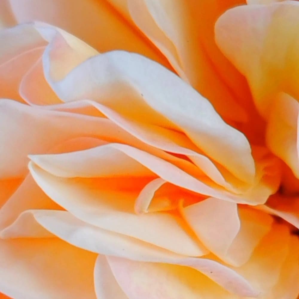 Eaux Florales Concentrées au Naturel