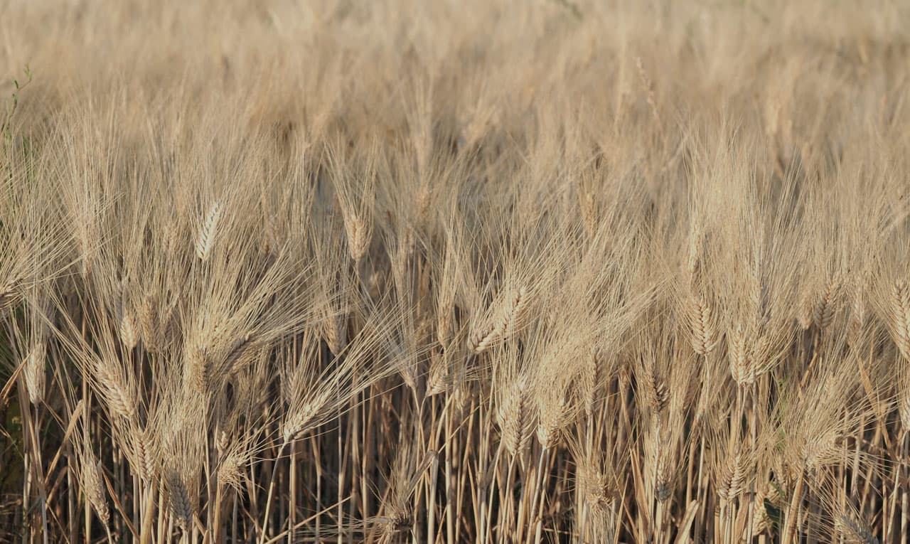 Sourcing and customized products