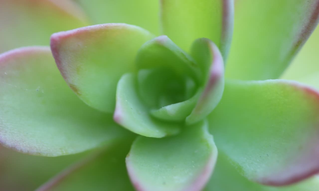 Floral waters and fruit waters