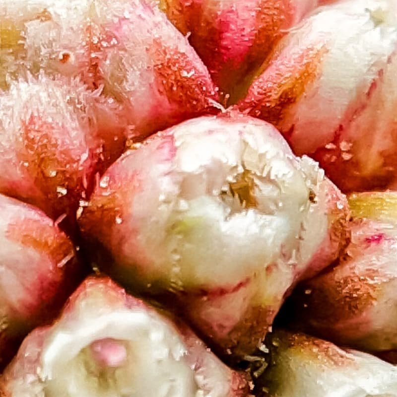 Hydroalcoholic extracts