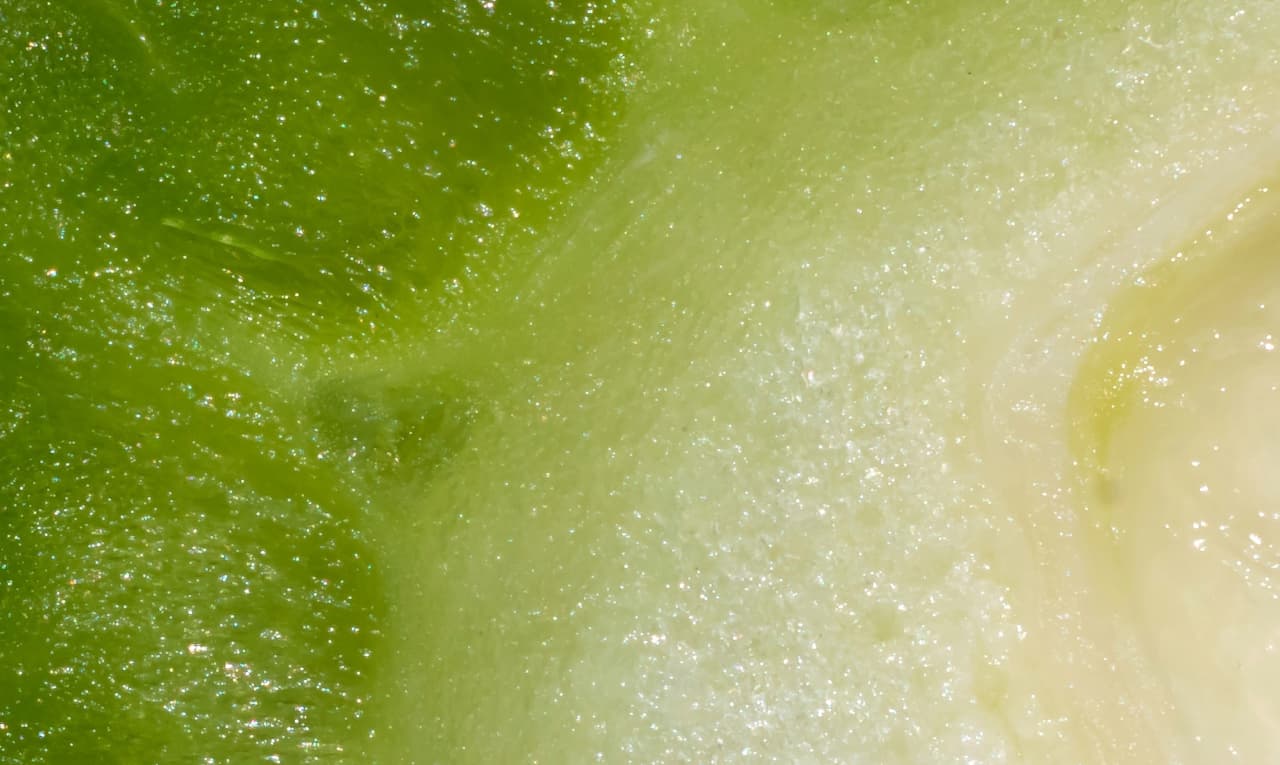 Discover our conventional and organic vegetable oils